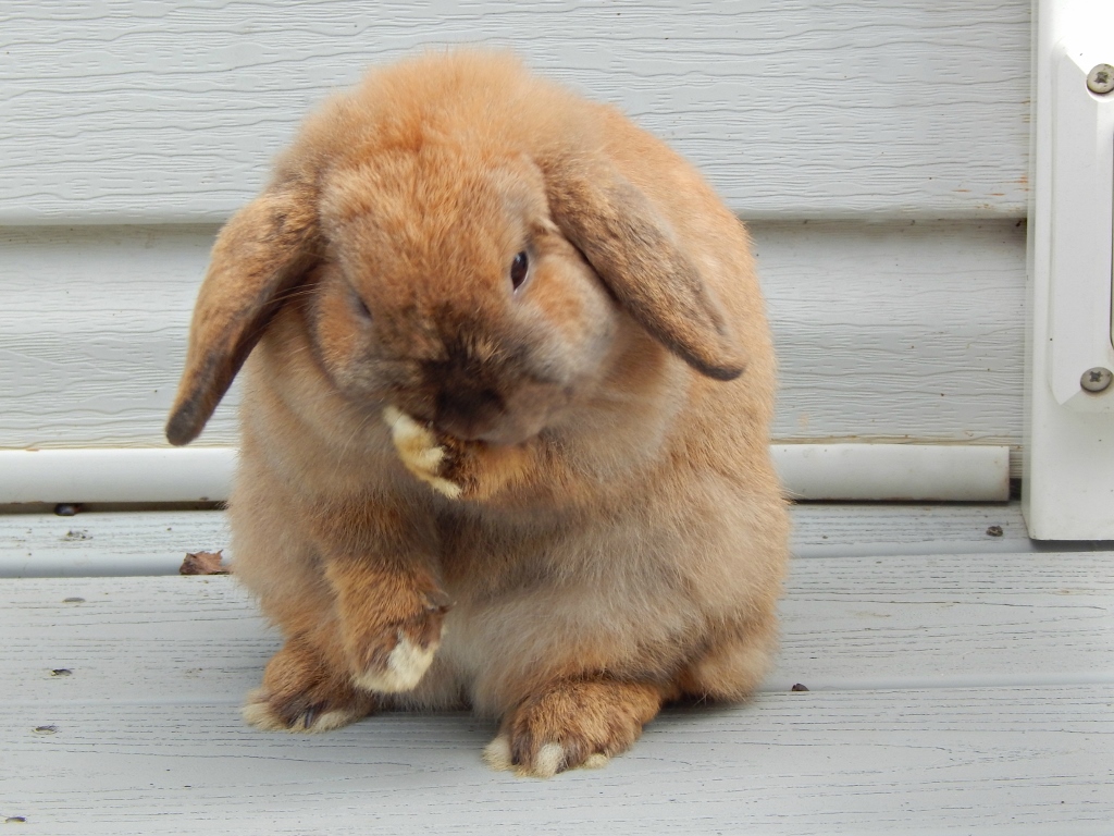 Clemmie 3 (1024x768)