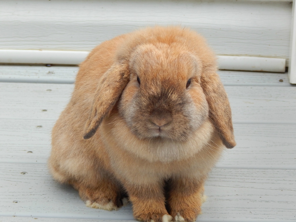 Clemmie 4 (1024x768)