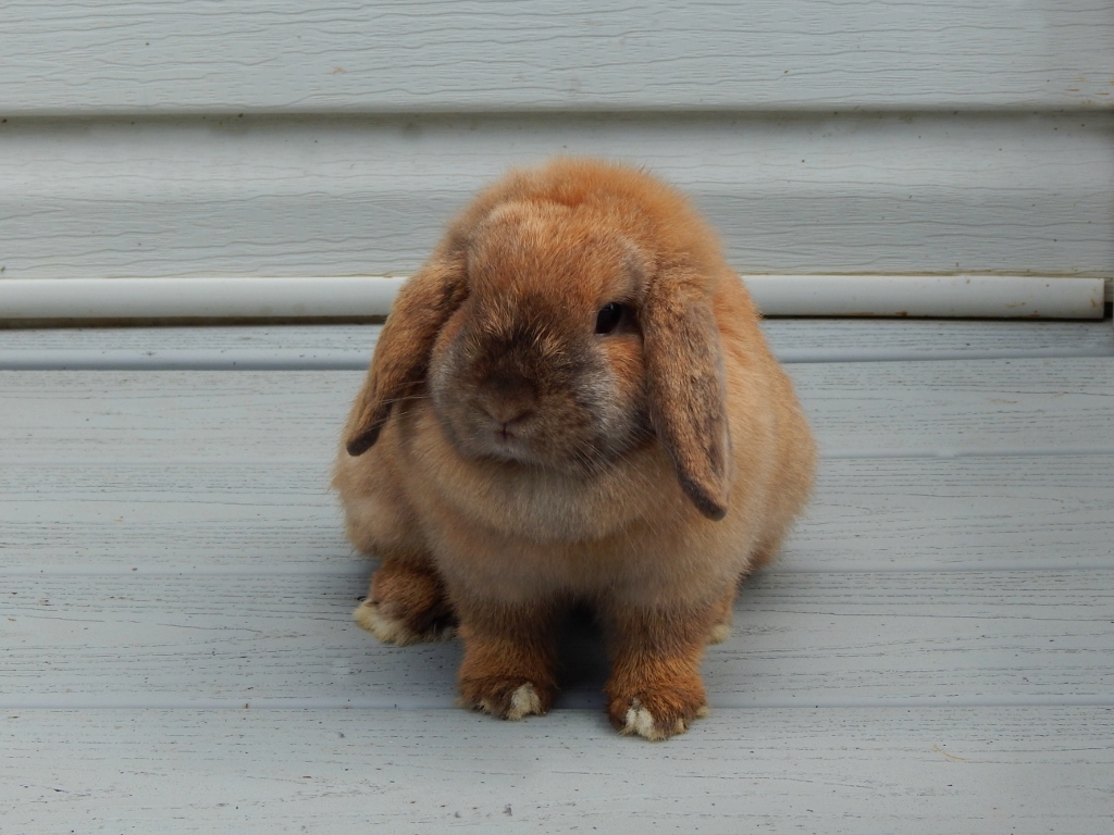 Clemmie 5 (1024x768)