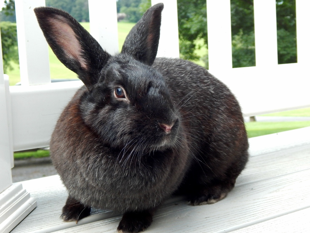 diamond 1 (1024x768)