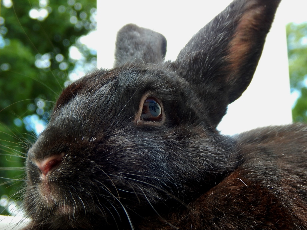 diamond 2 (1024x768)