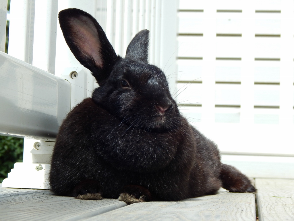 diamond 5 (1024x768)