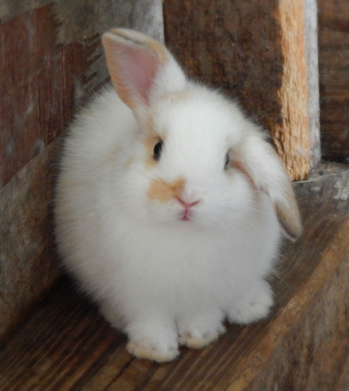 The Fluffballs Return! – Allison Marie